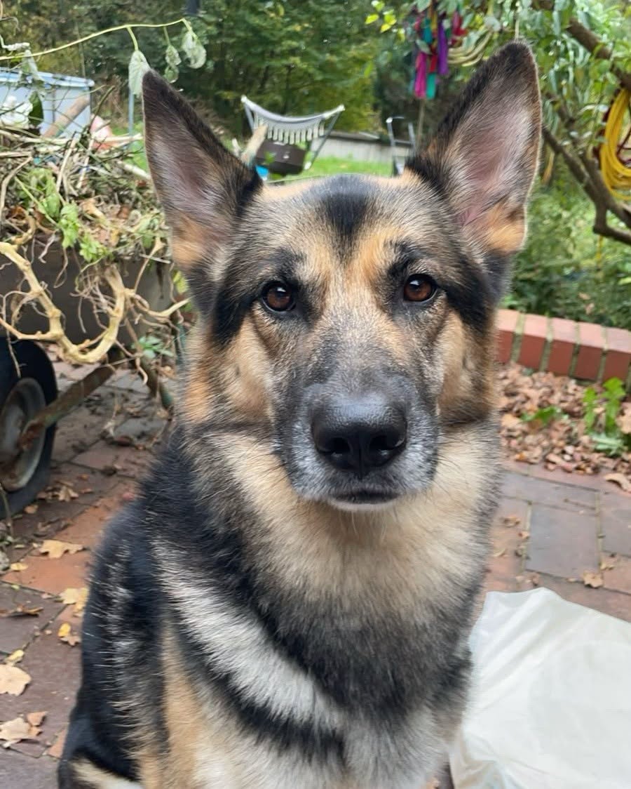 Lost Dog in Germany