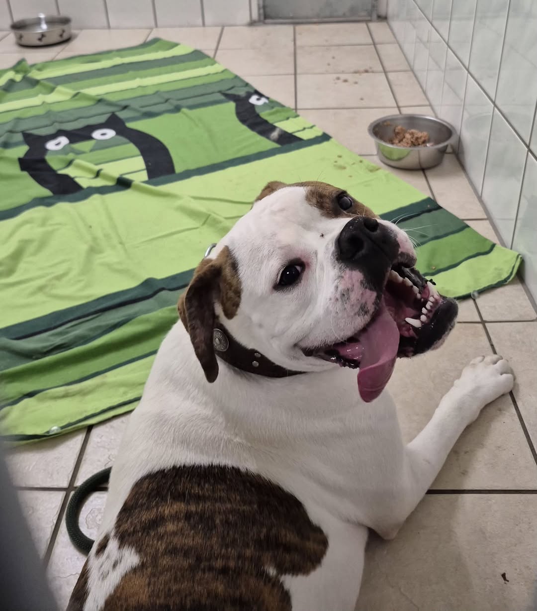 Found Dog in Plauen