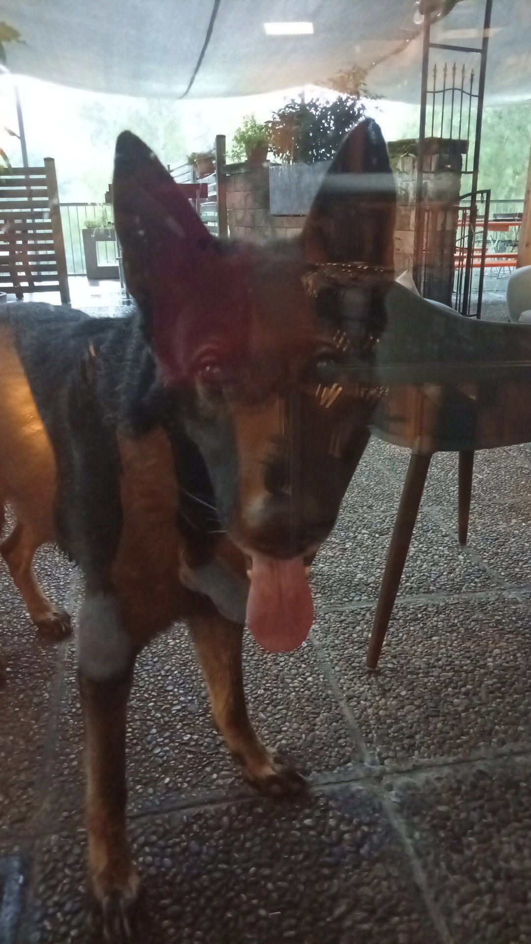 Found Dog in Eging Am See