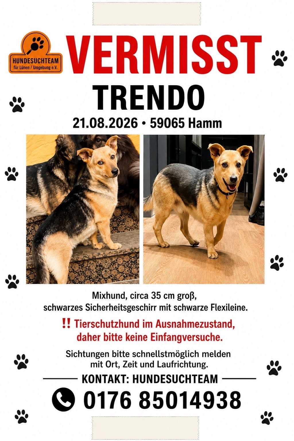 Lost Dog in Germany