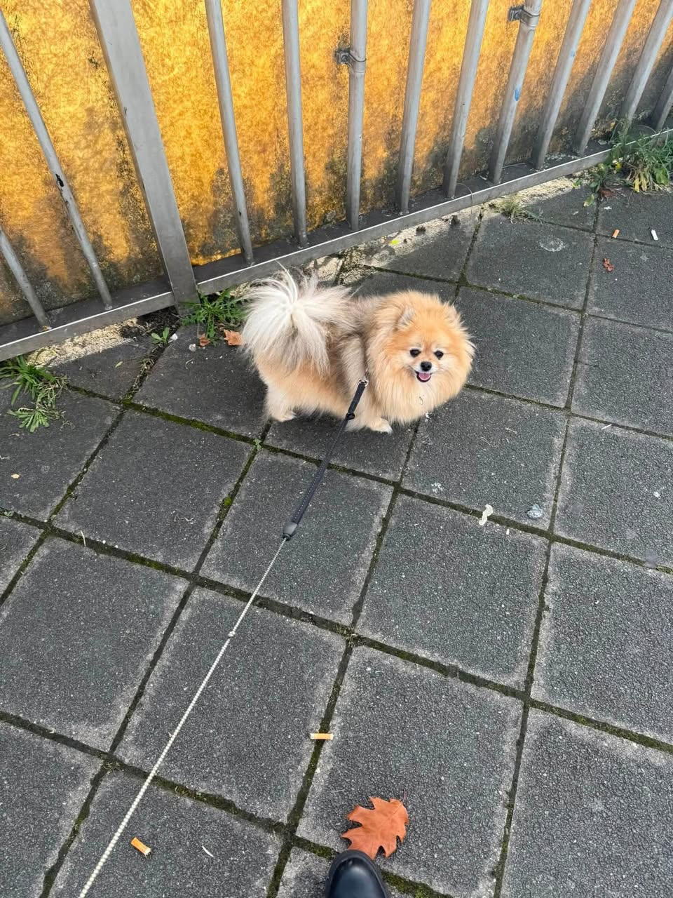 Lost Dog in Mannheim