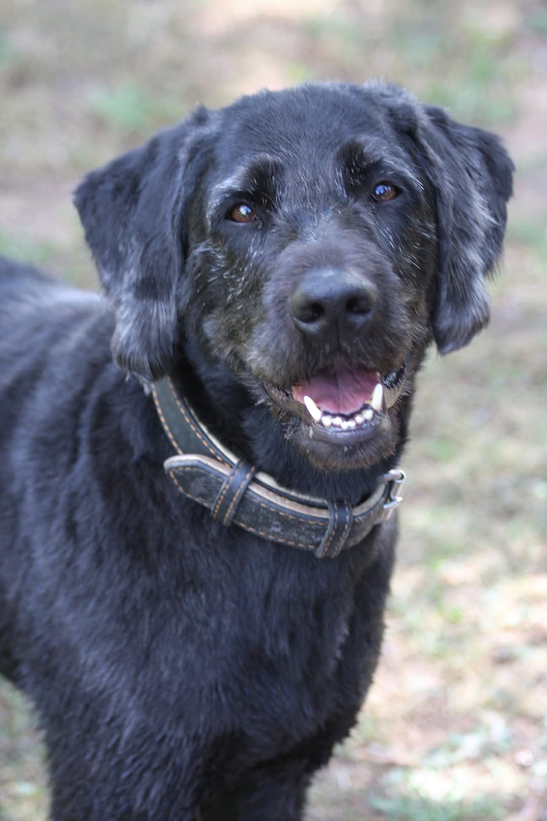 Lost Dog in Laufamholz