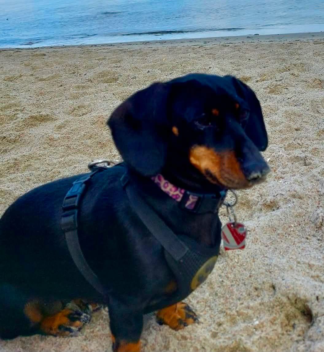 Lost Dog in Dahme