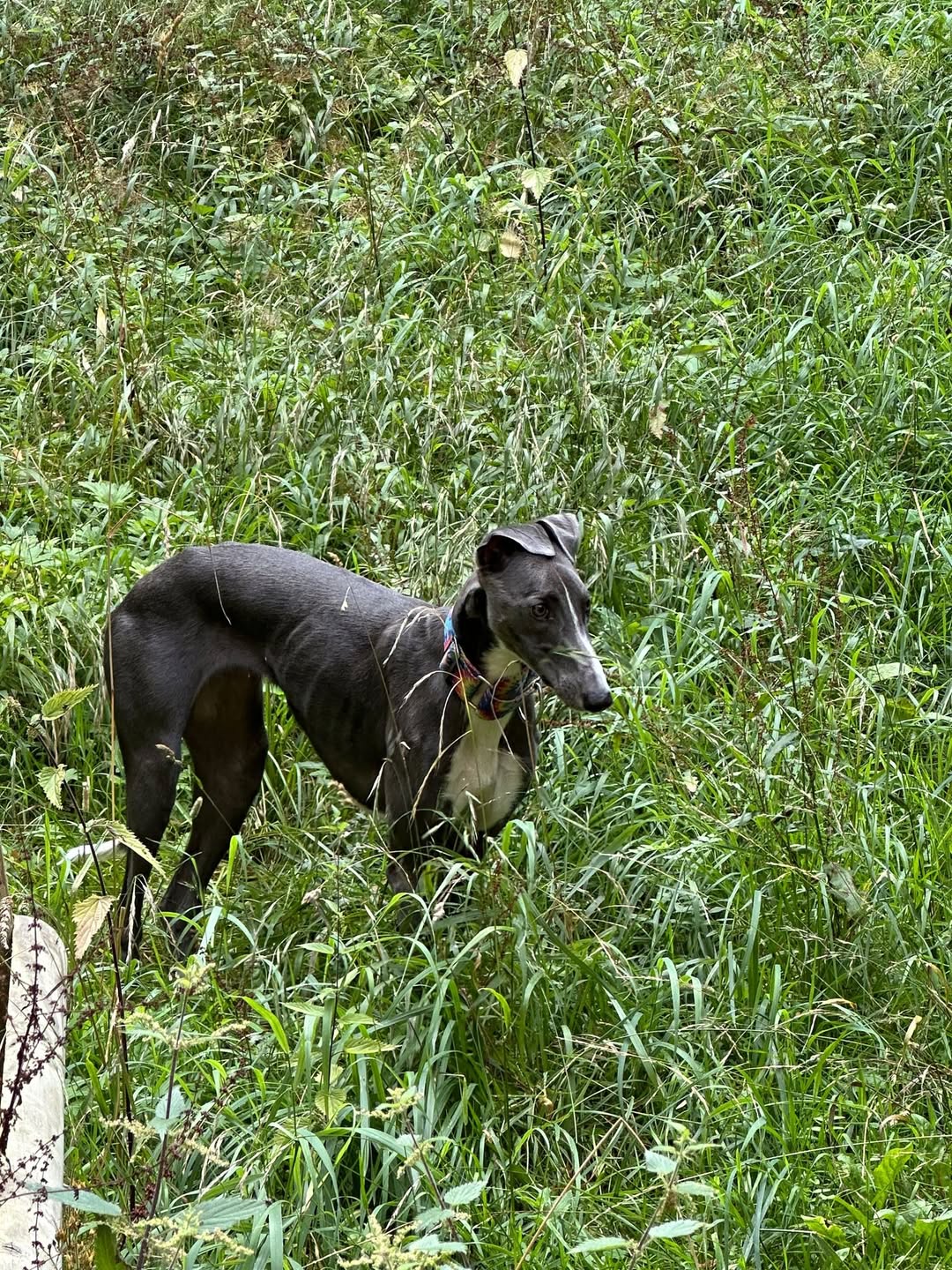 Found Dog in GöTtingen