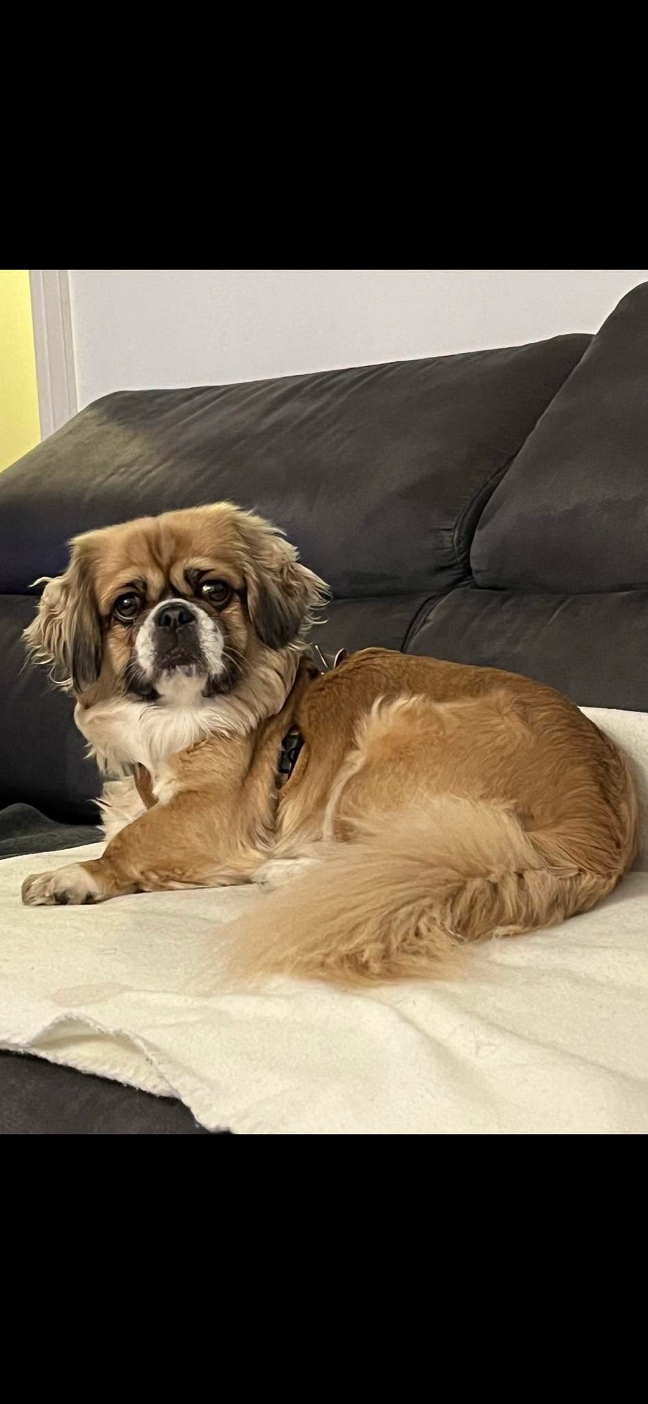 Lost Dog in Munich