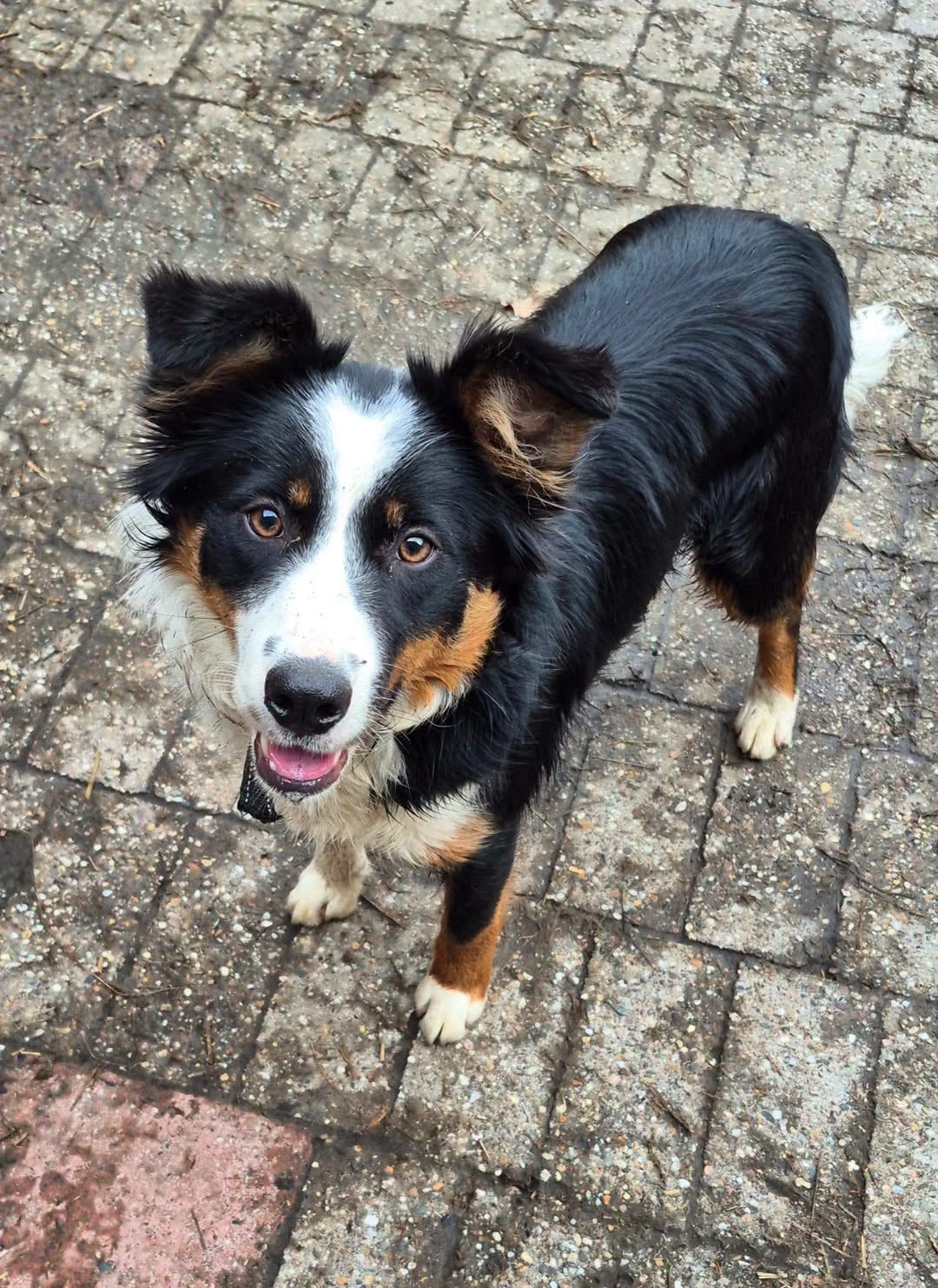 Lost Dog in Berne