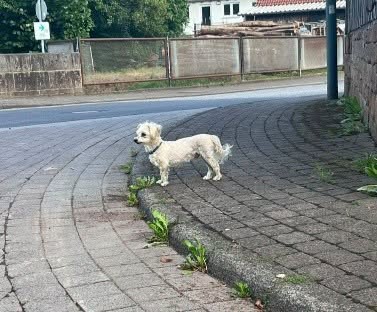 Lost Dog in Mittelkalbach