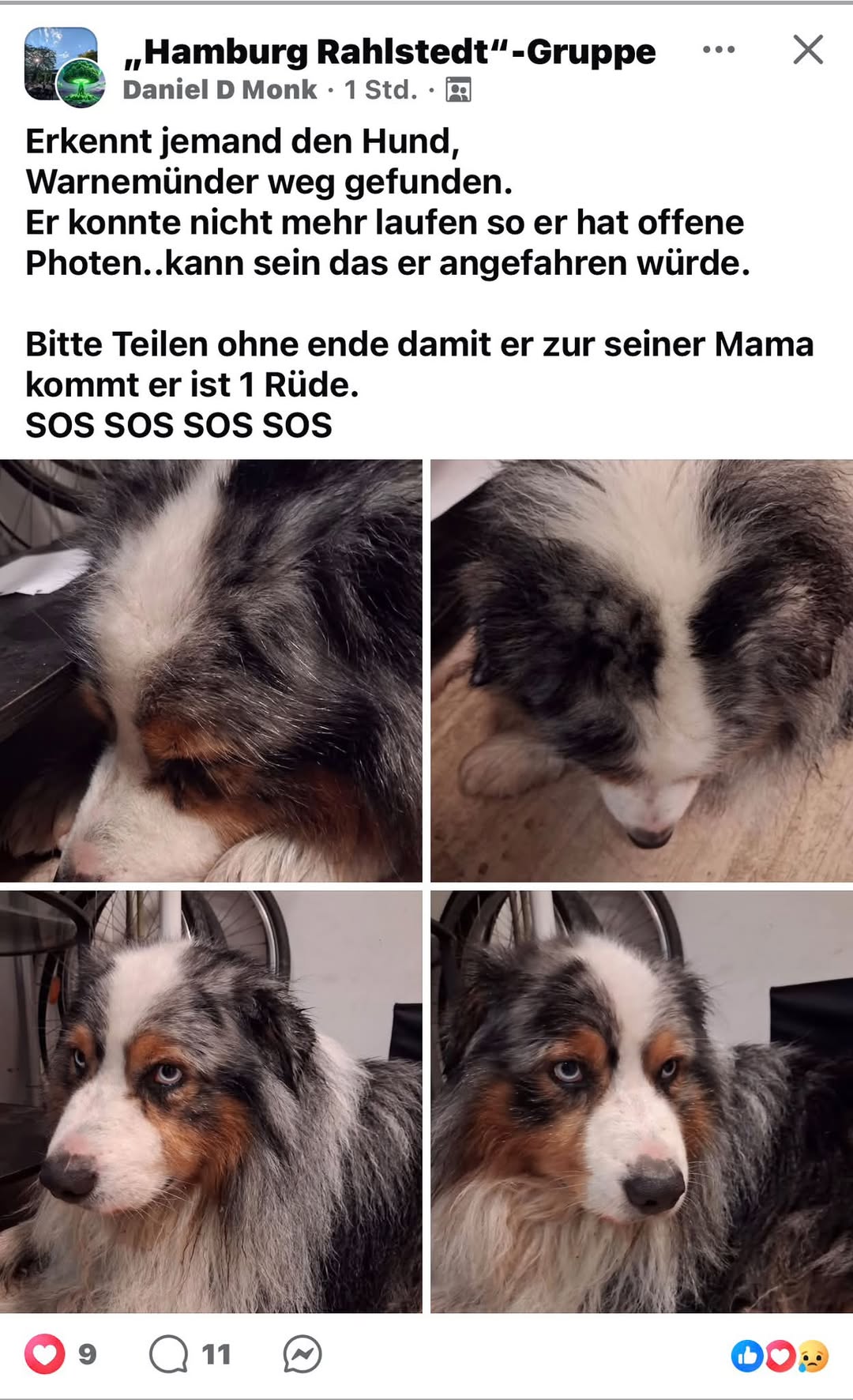 Found Dog in Hamburg