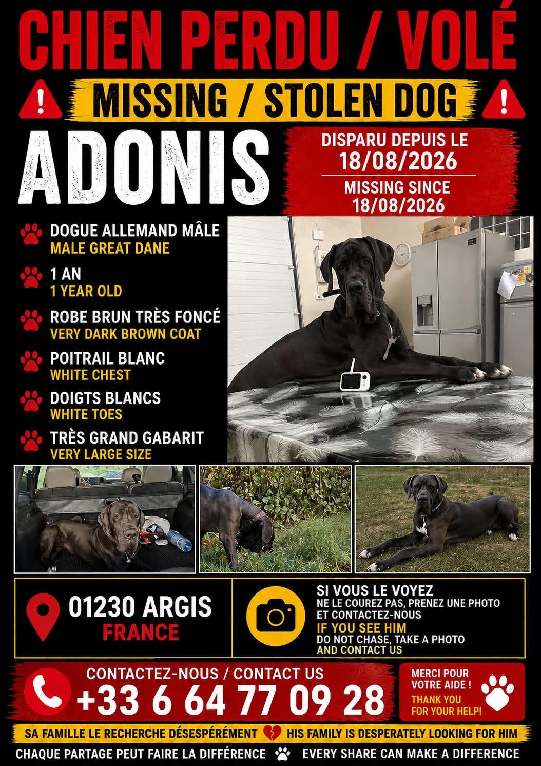 Lost Dog in Argis