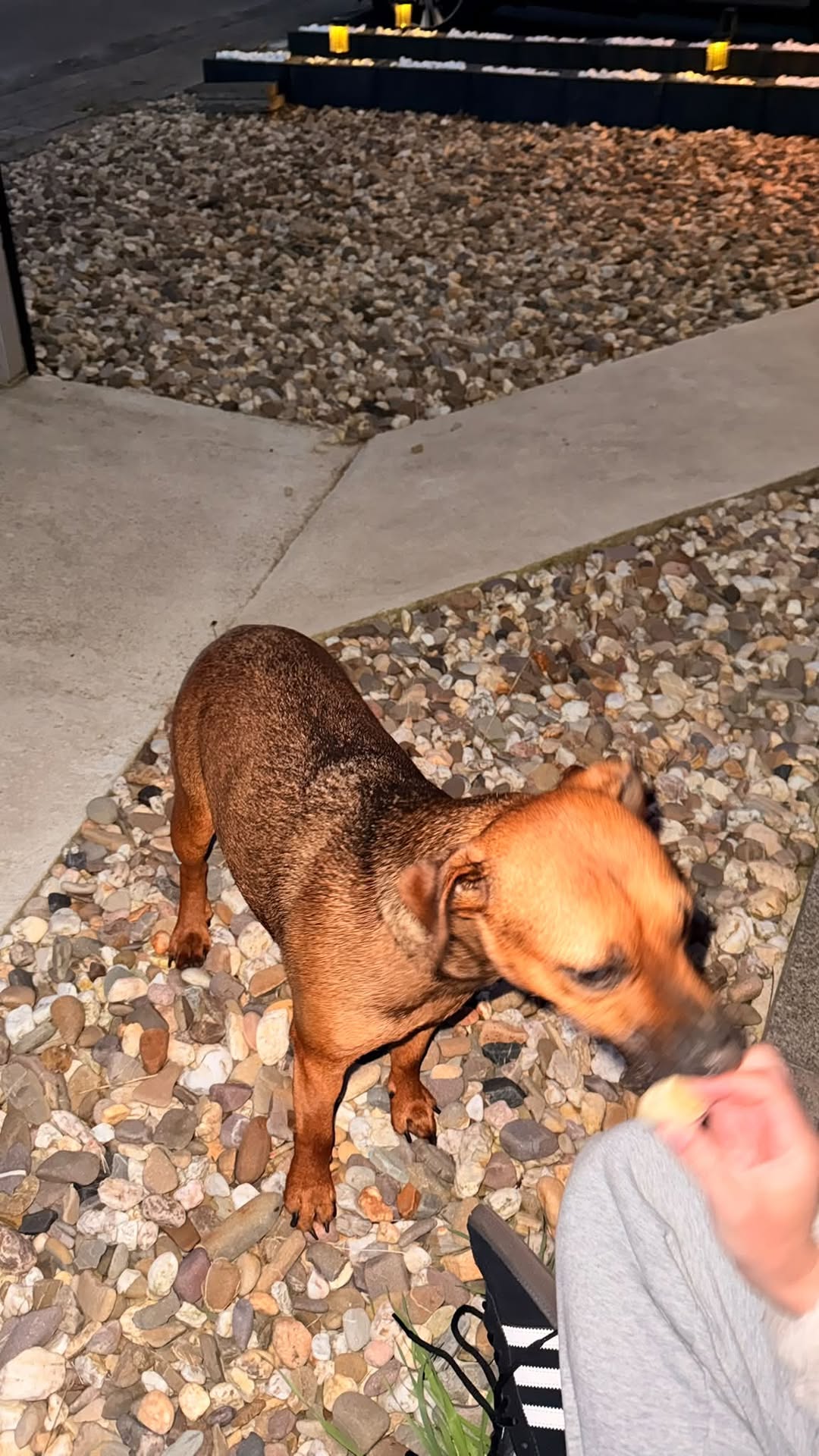 Found Dog in Germany