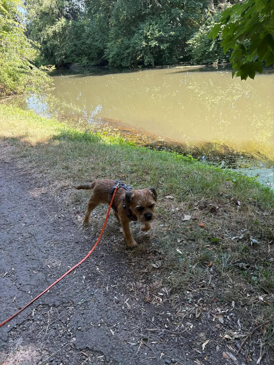 Lost Dog in Pulheim