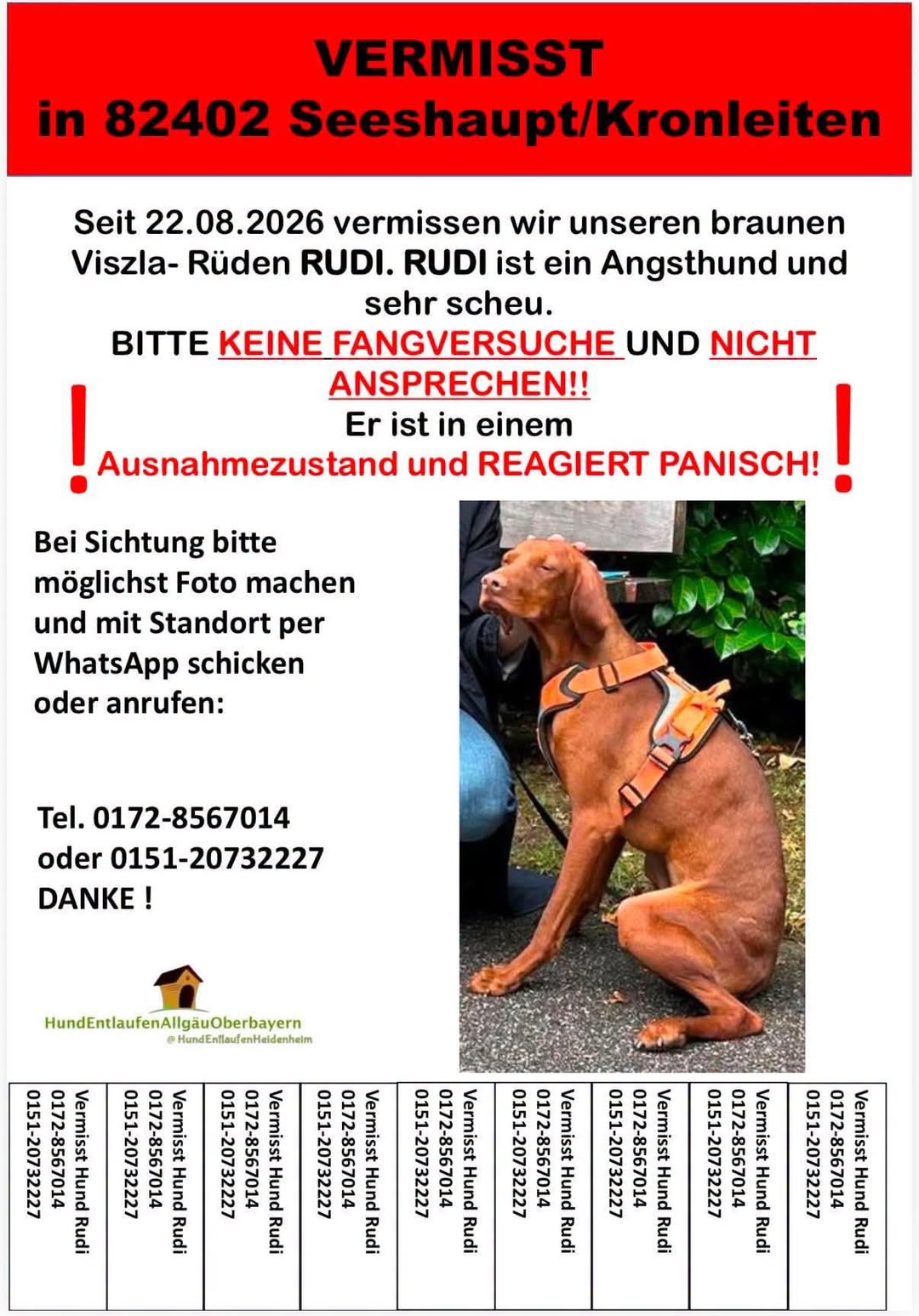 Lost Dog in Seeshaupt