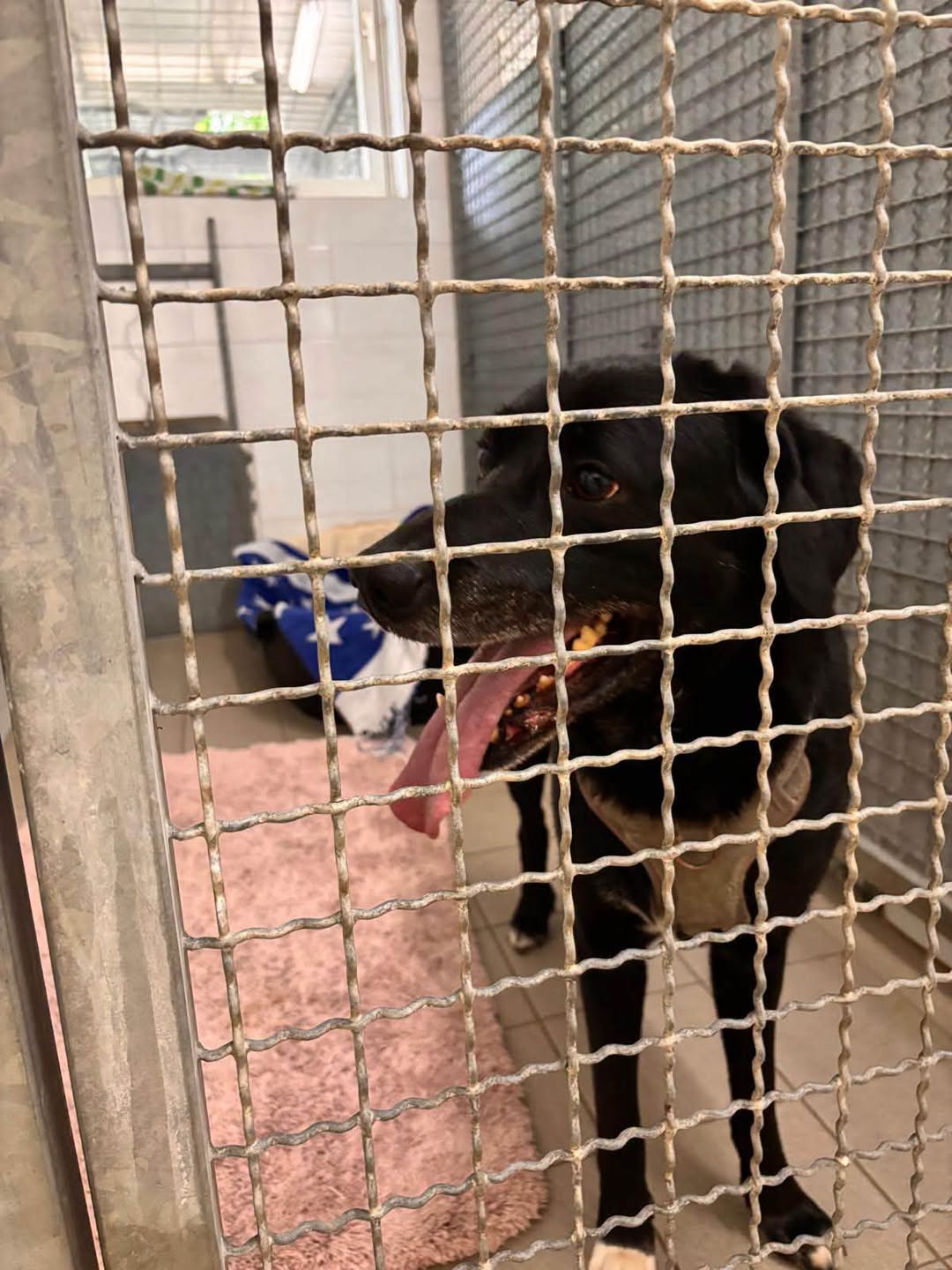 Found Dog in Peine
