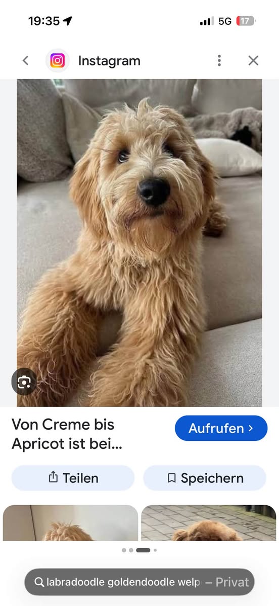 Found Dog in Hamburg