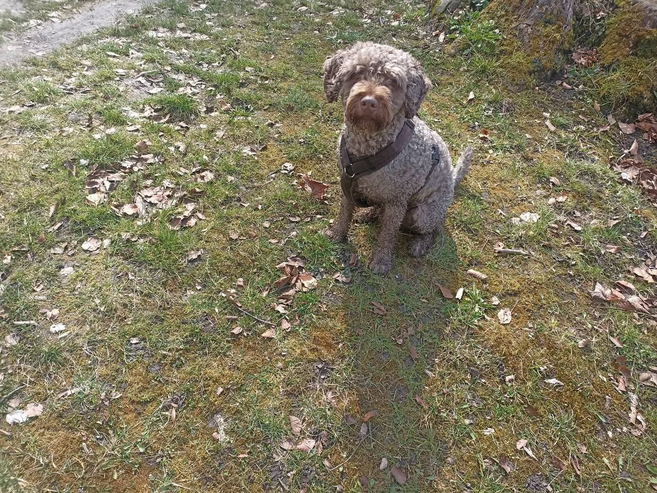 Lost Dog in Munich