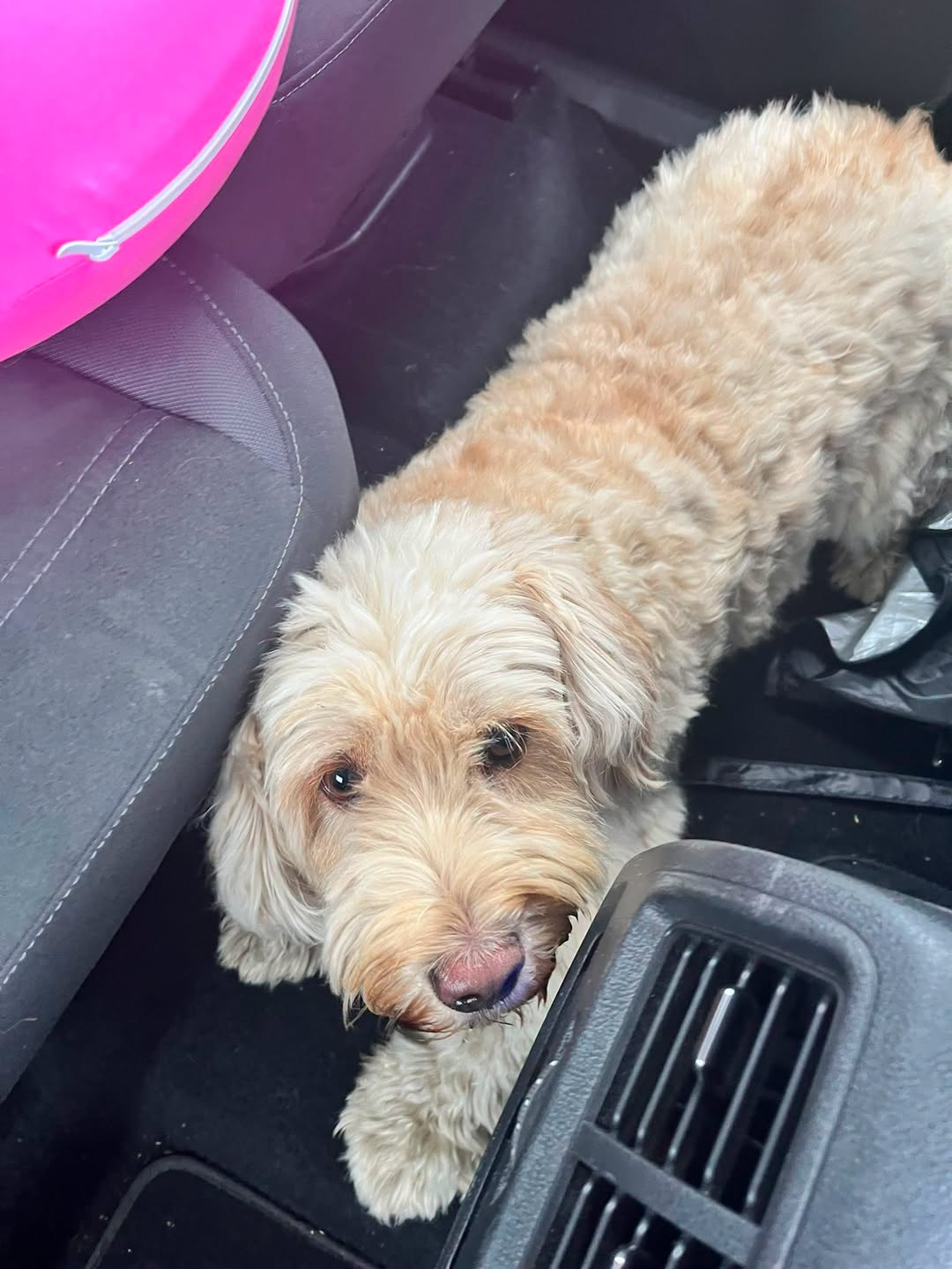 Found dog