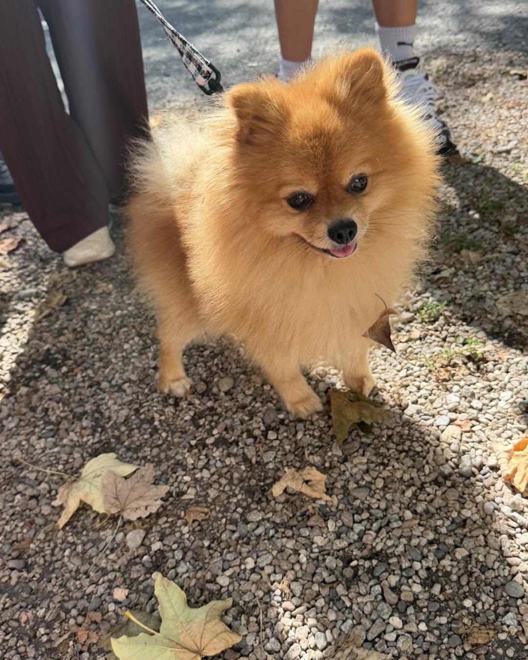 Found Dog in LöRrach