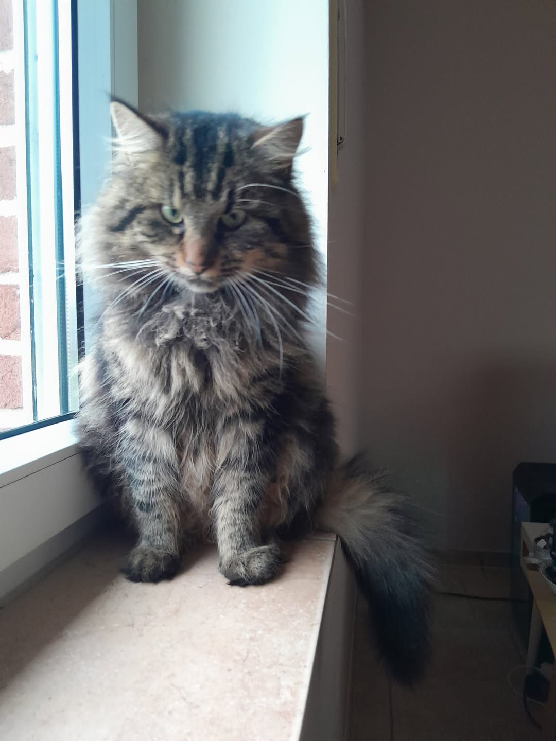 Lost Cat in Hopsten
