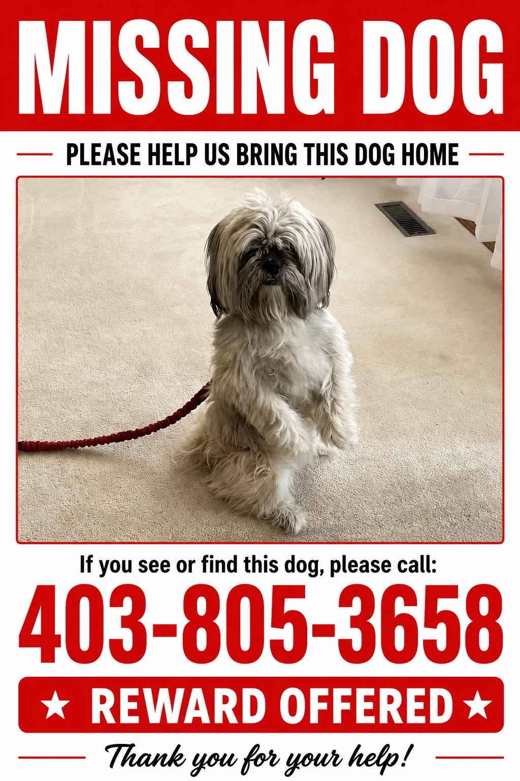 Lost dog