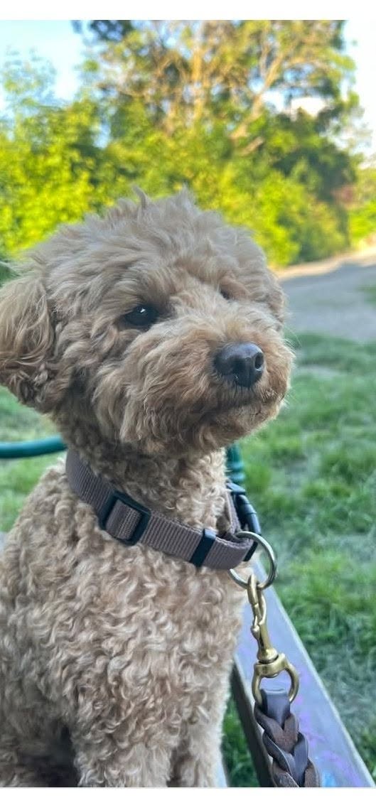 Lost Dog in Germany