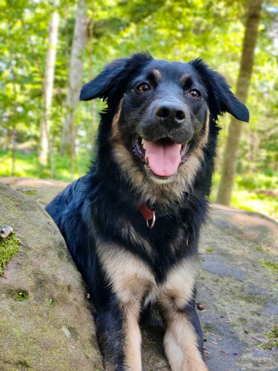 Lost Dog in Hautes-Vosges