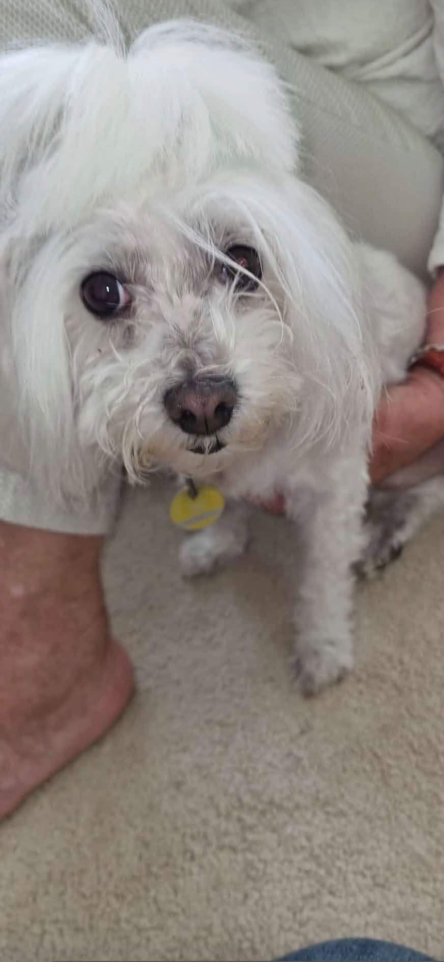 Found Dog in Marschacht