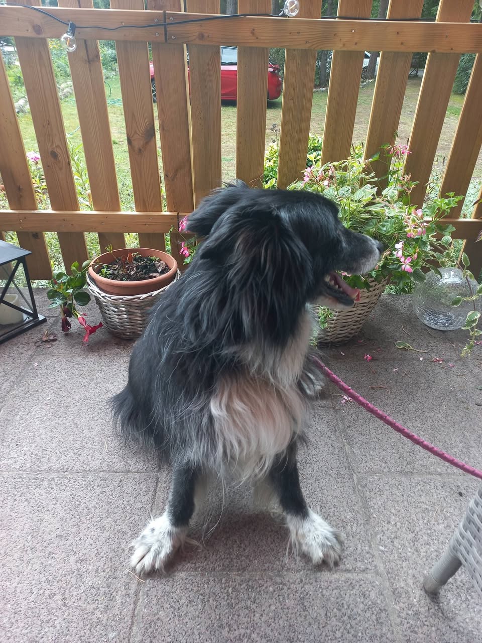 Found Dog in Heidesee