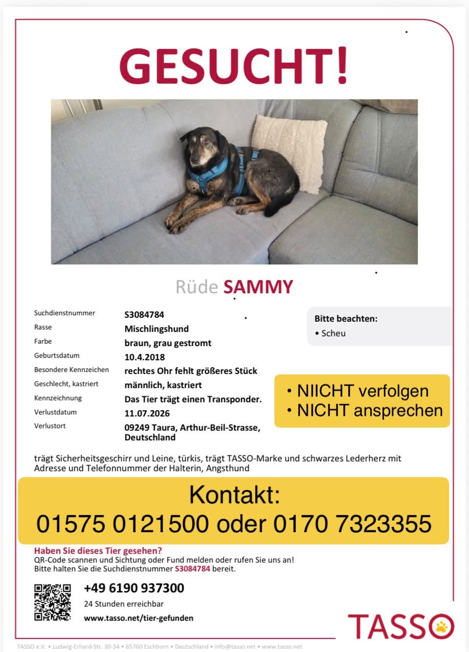 Lost Dog in Taura