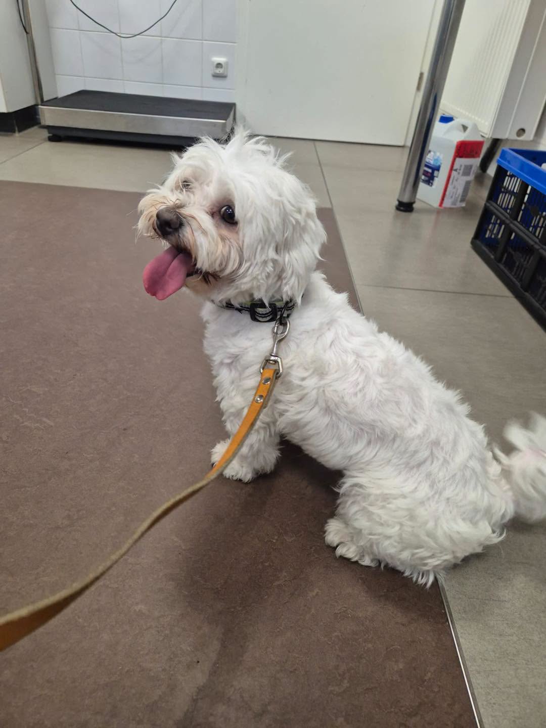 Found dog