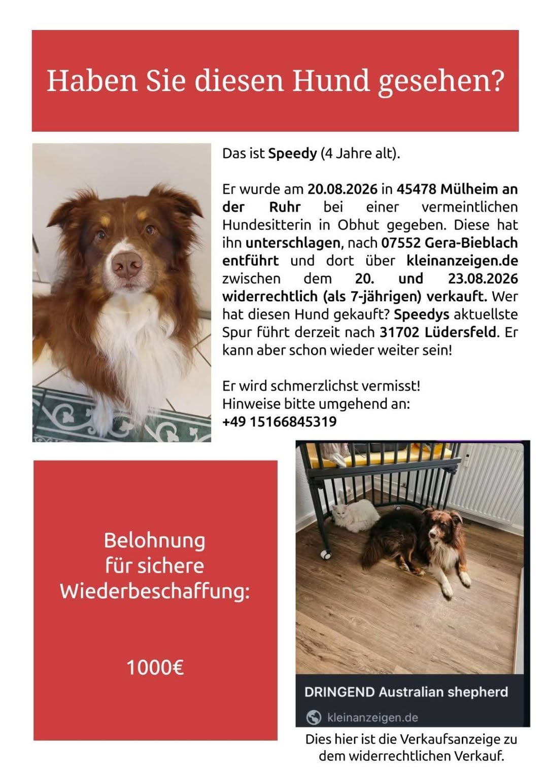 Lost Dog in Germany