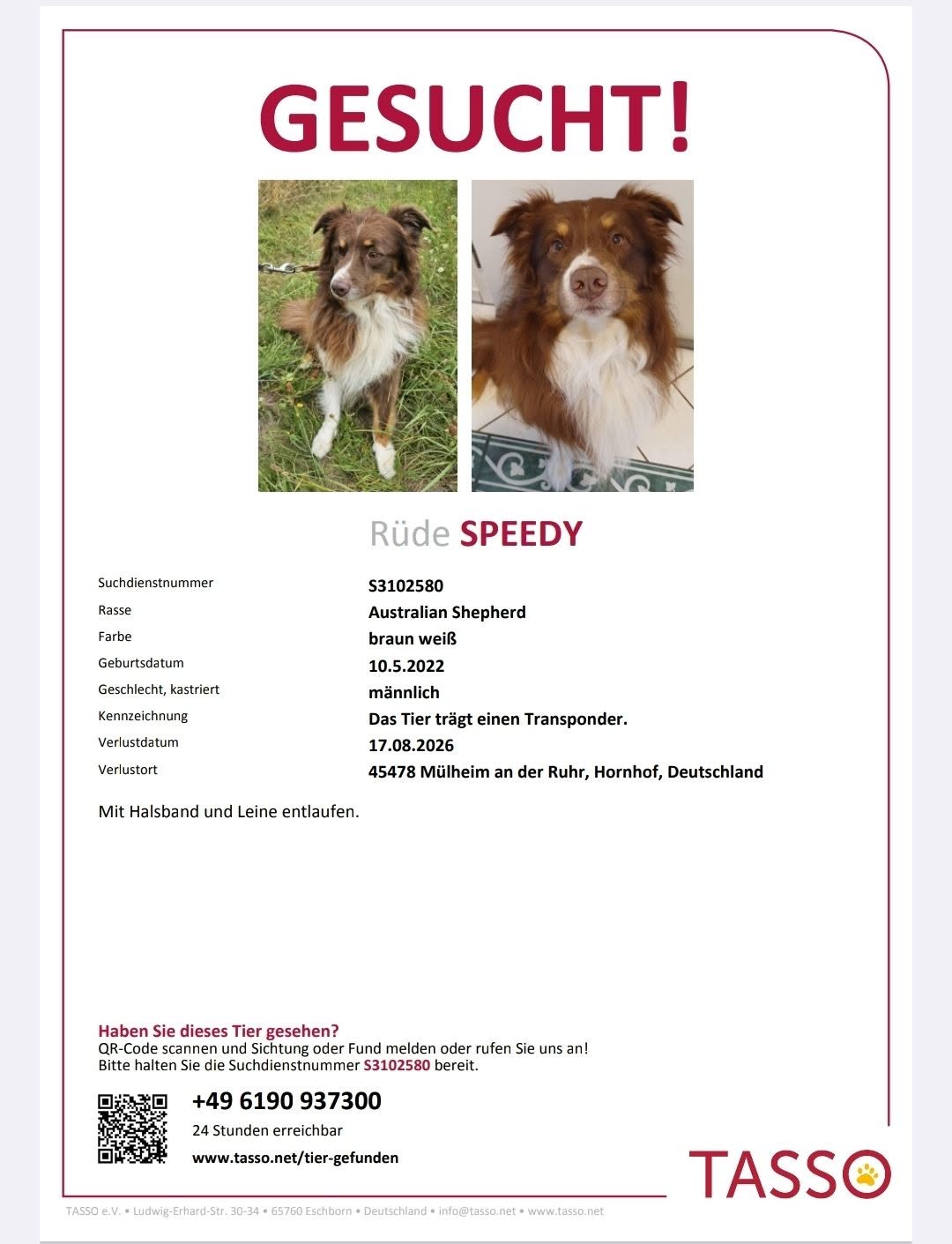Lost Dog in MüLheim An Der Ruhr