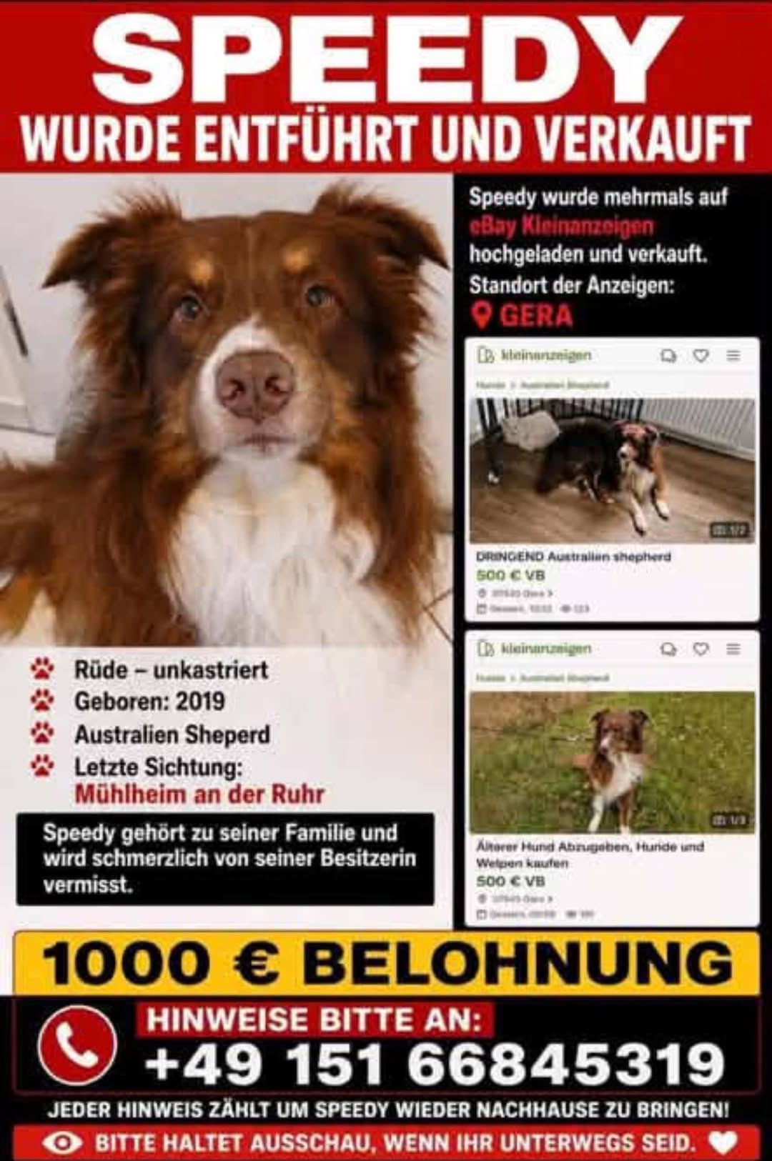 Lost Dog in MüLheim An Der Ruhr