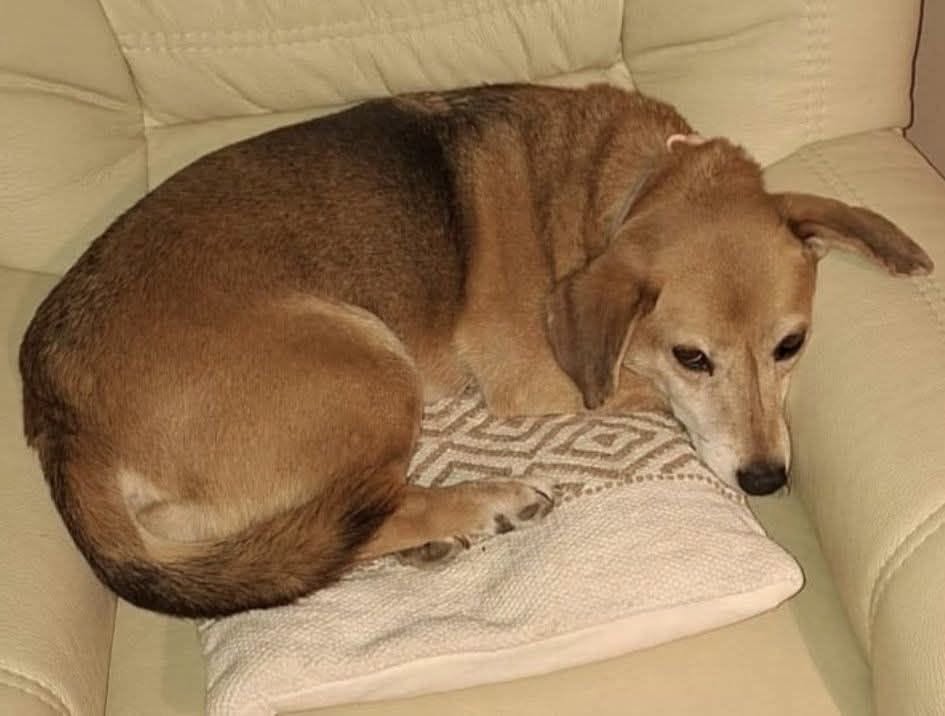Lost Dog in Germany