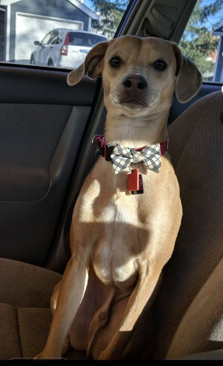 Lost dog
