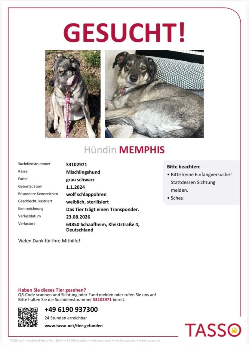 Lost Dog in Schaafheim