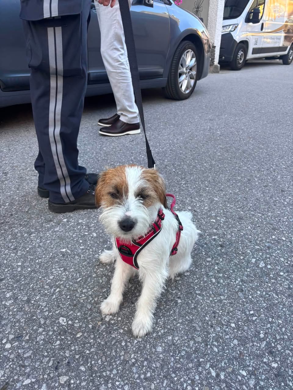 Found Dog in Austria