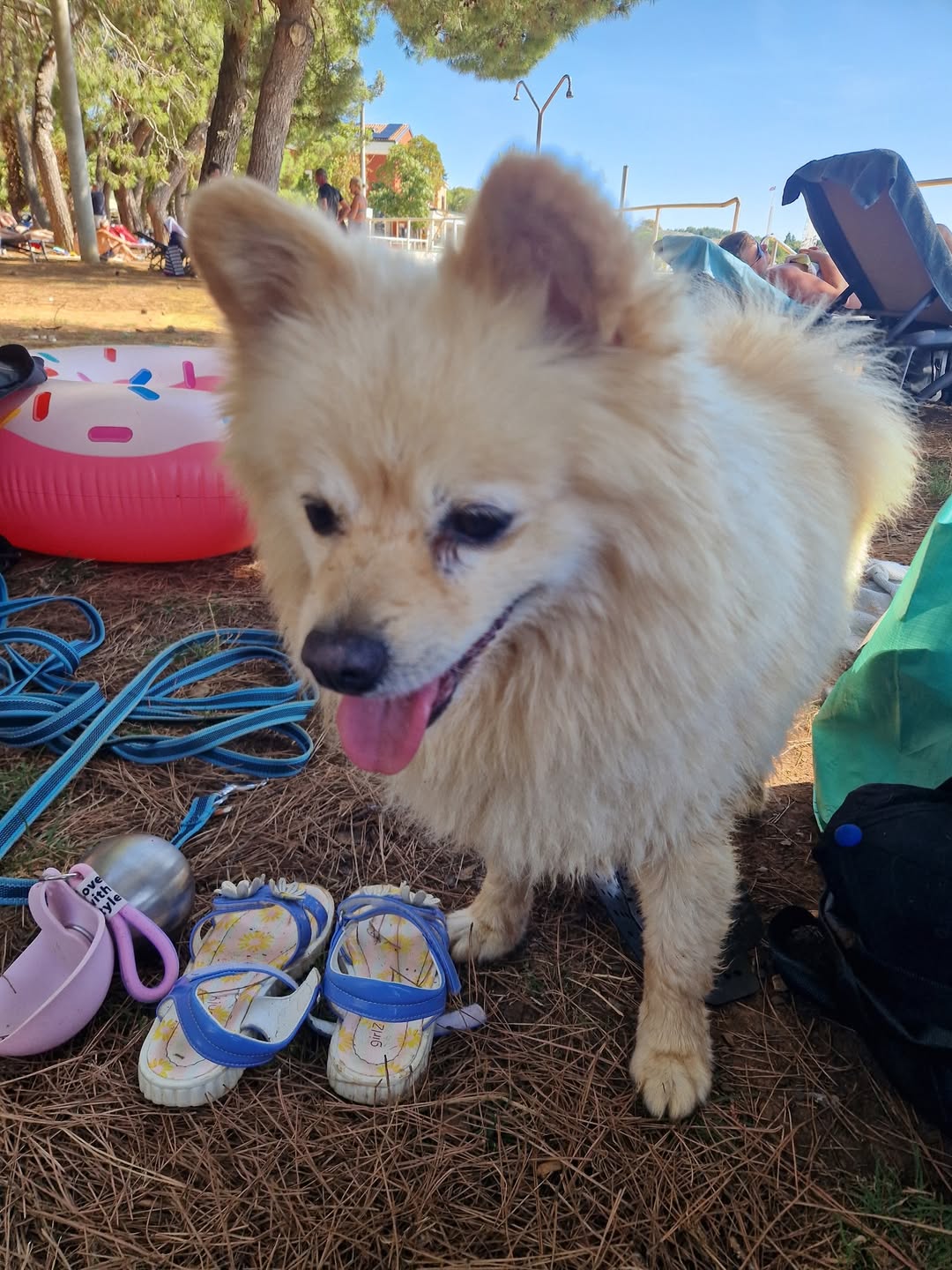 Found Dog in Poreč