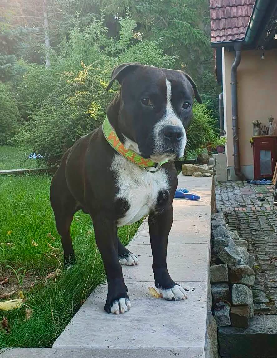 Lost Dog in Weimar