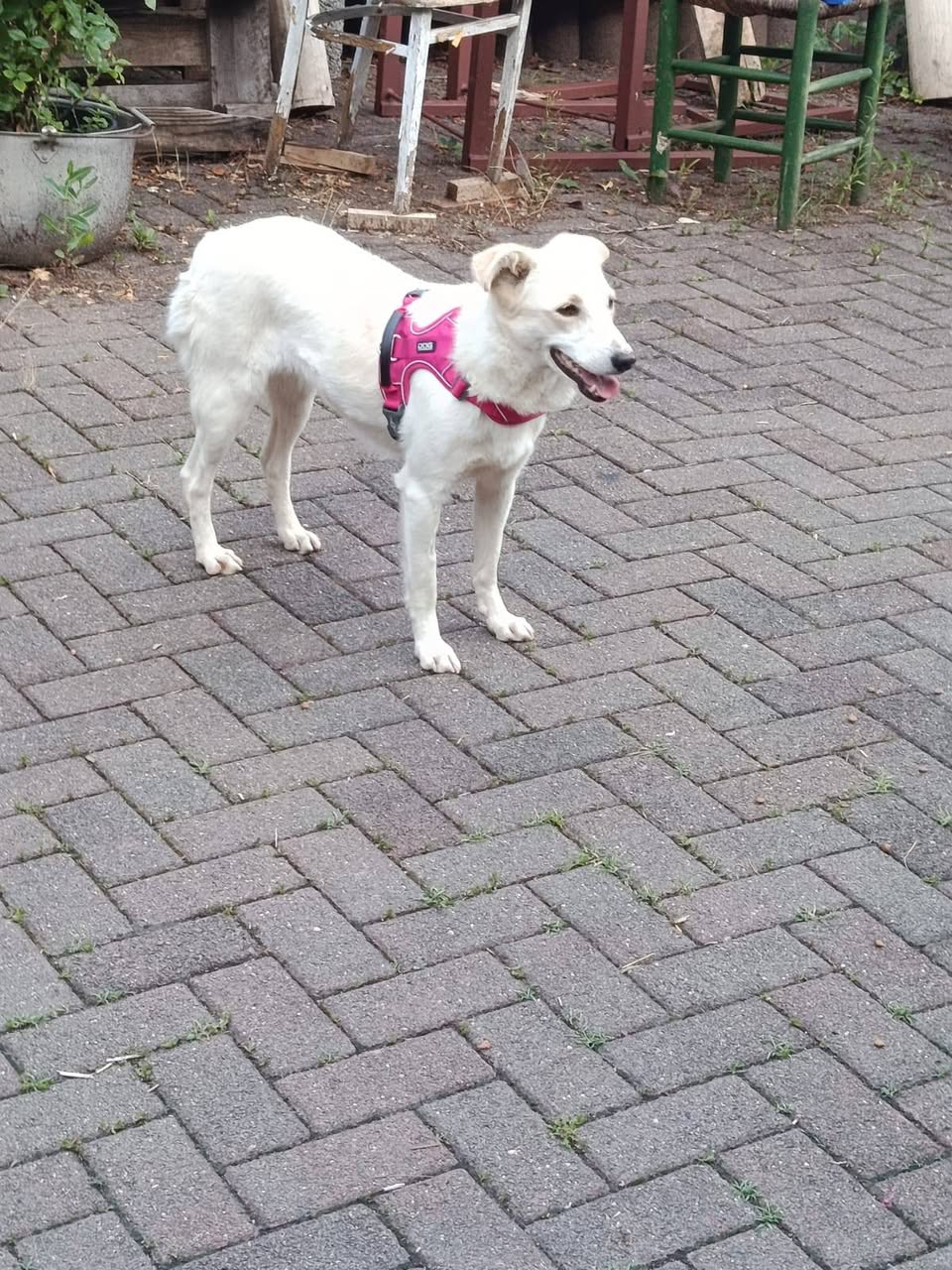 Found Dog in Germany
