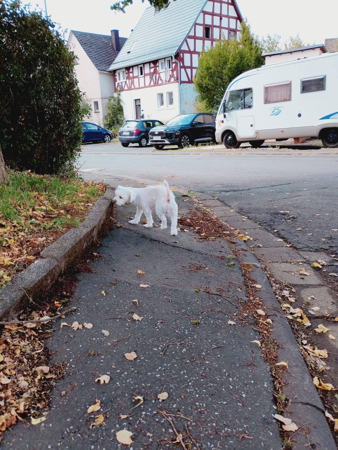 Found Dog in Offenbach