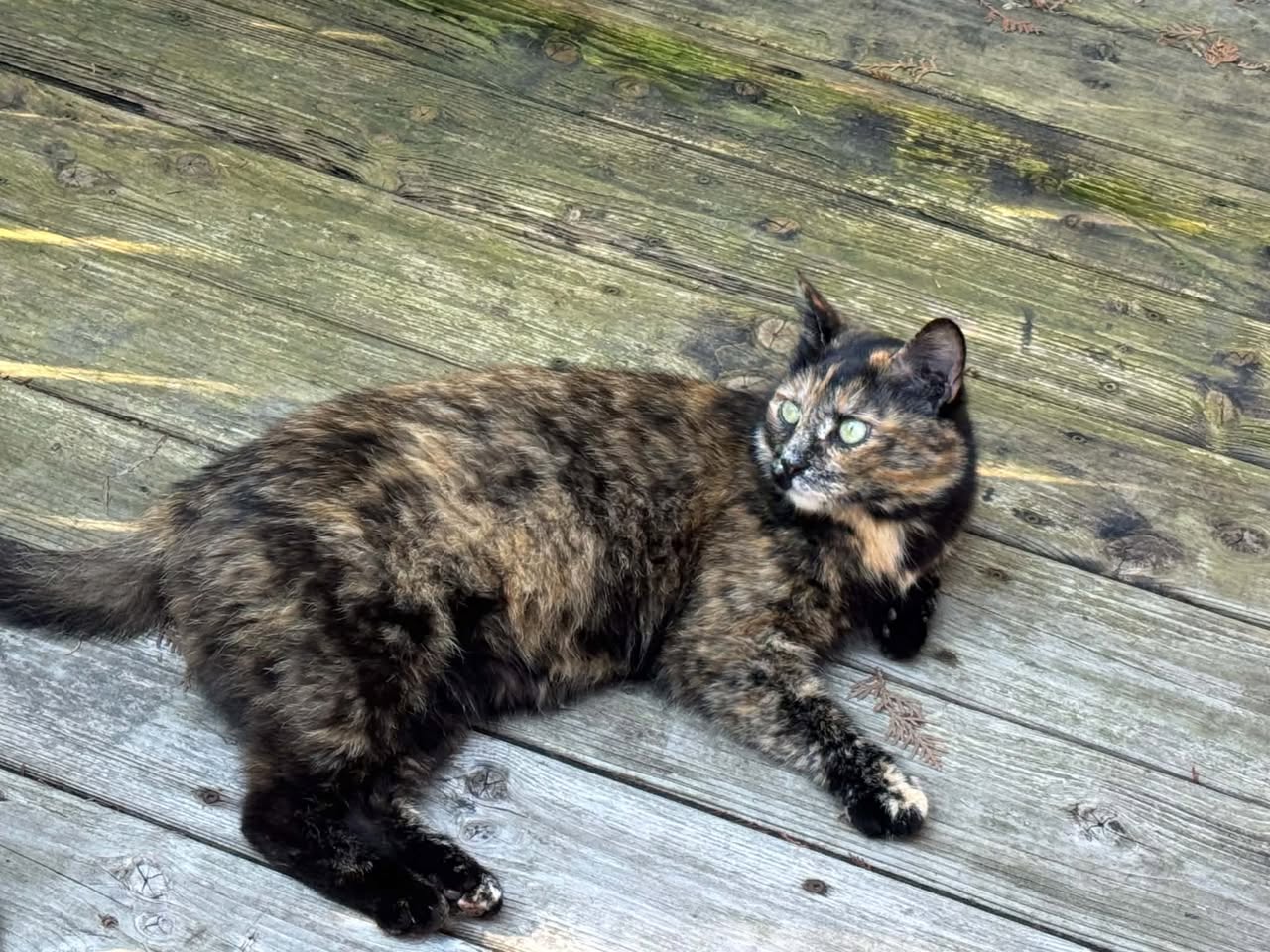 Found cat