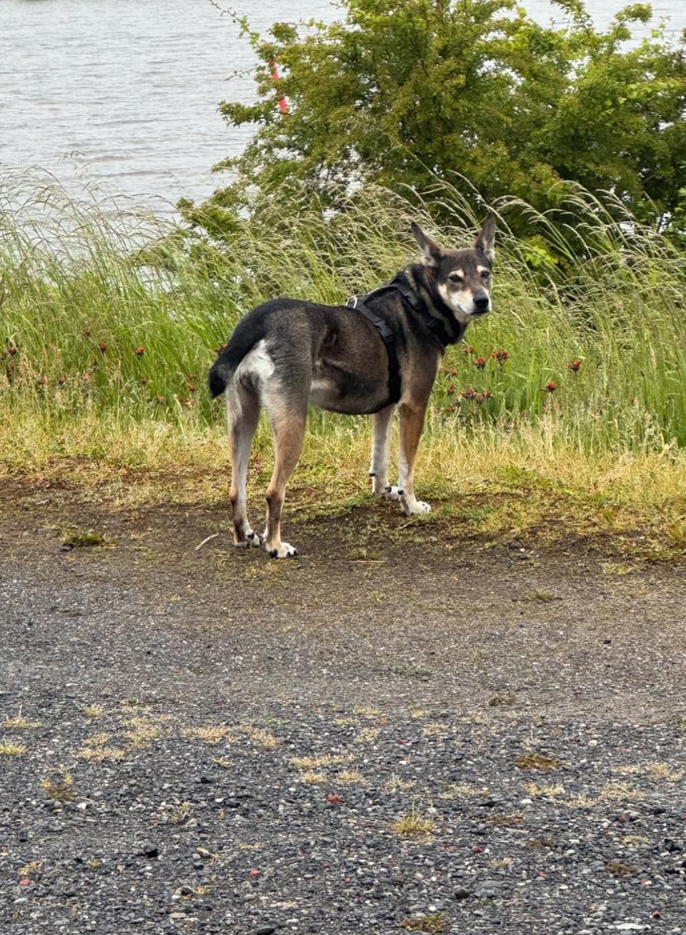 Lost Dog in Warstein