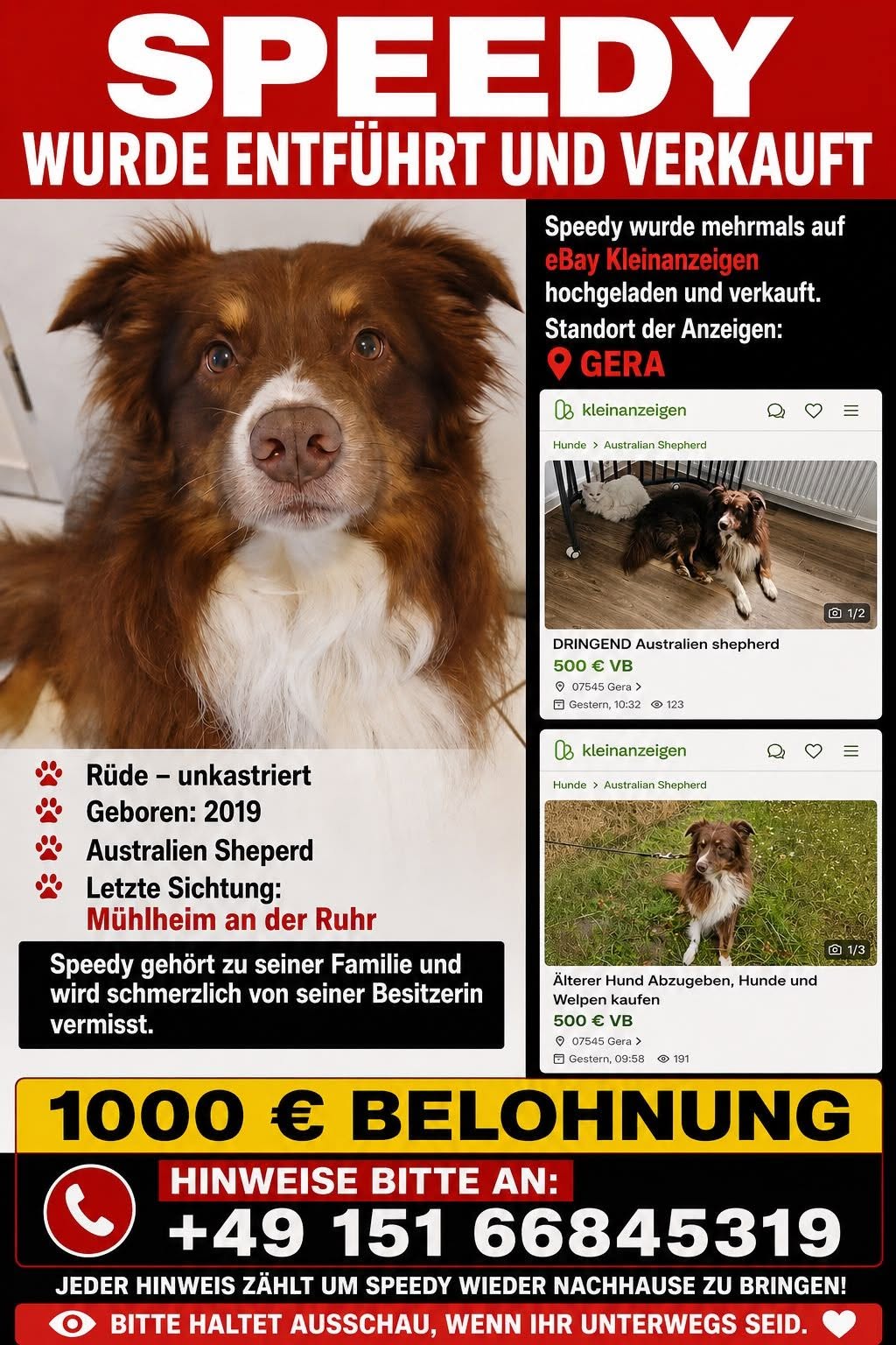 Lost Dog in MüLheim An Der Ruhr