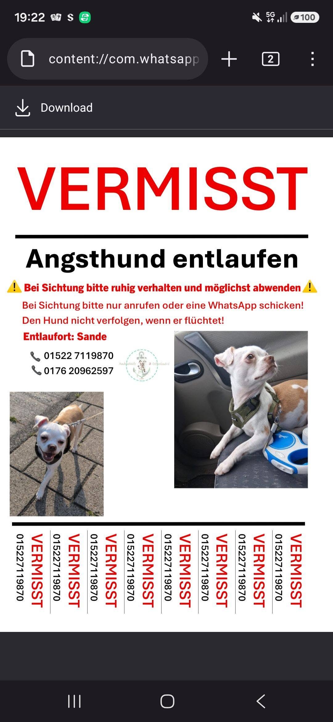 Lost Dog in Sande