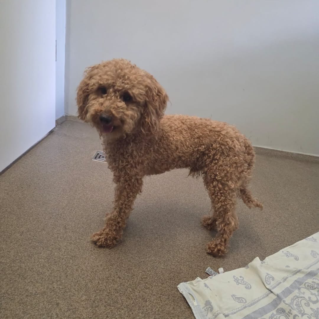 Found Dog in Niederwambach
