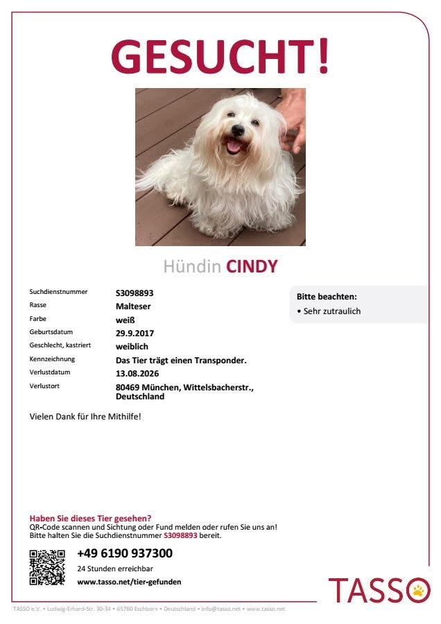 Lost Dog in Munich