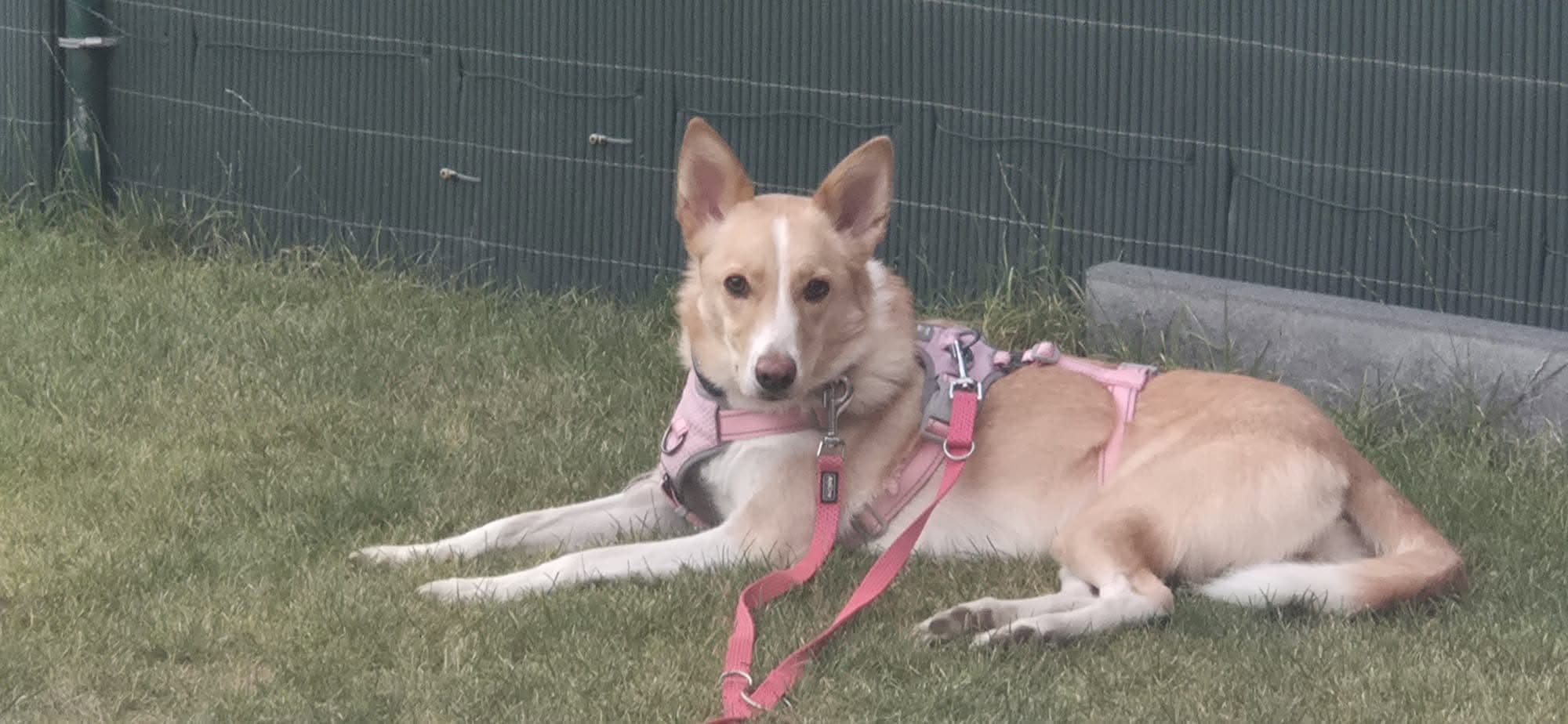 Lost Dog in Germany