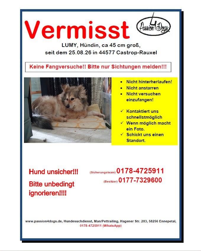 Lost Dog in Germany
