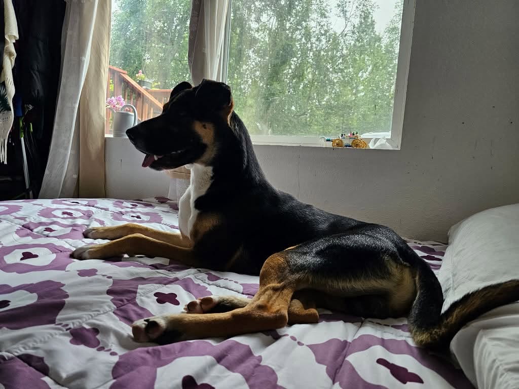 Lost dog