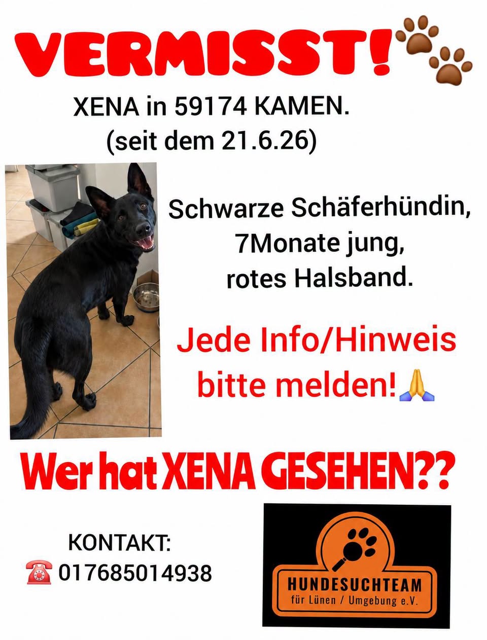 Lost Dog in Germany